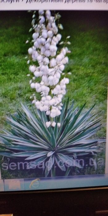 Юкка нитчастая.очень красивое многолетнее вечнозелёное растение