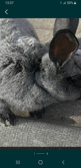 Белый термон серебро полтавское