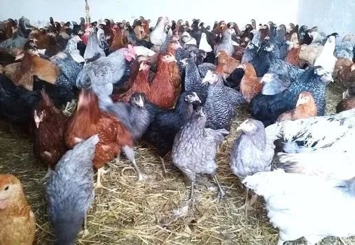 Kury kurczęta nioski