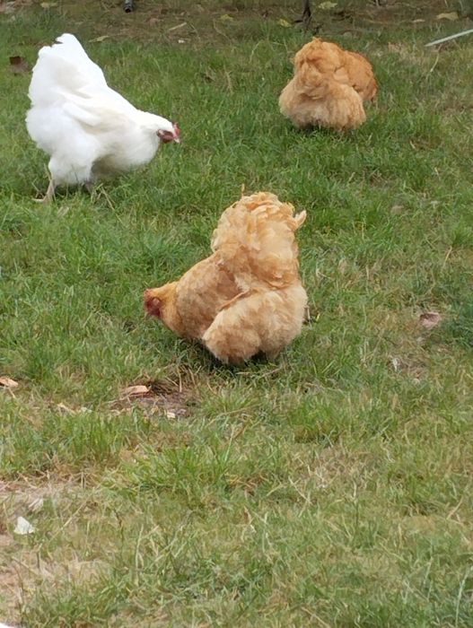 Orpington, ovos Férteis