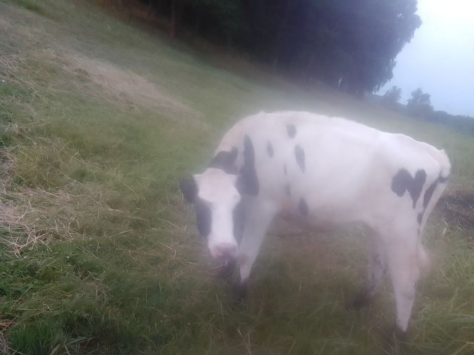 Продаю тилицю 8 місяціа