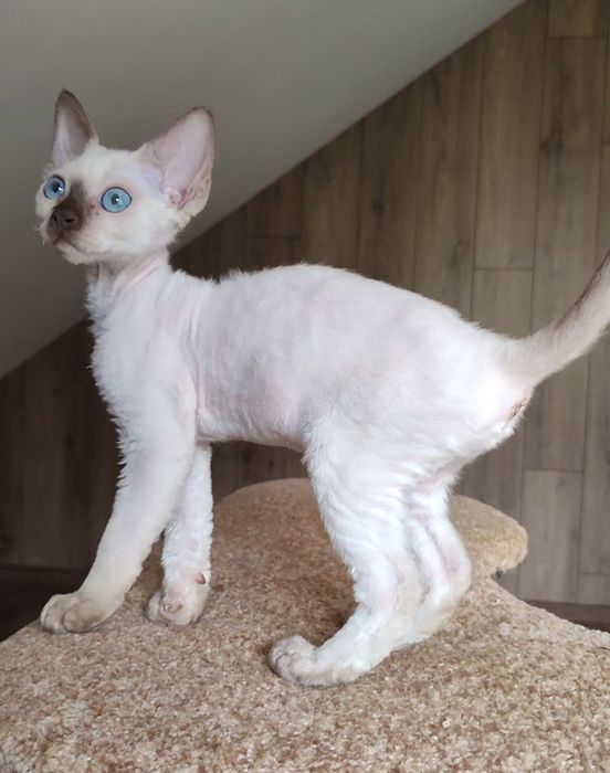 милі і ніжні дівчатка Devon-Rex