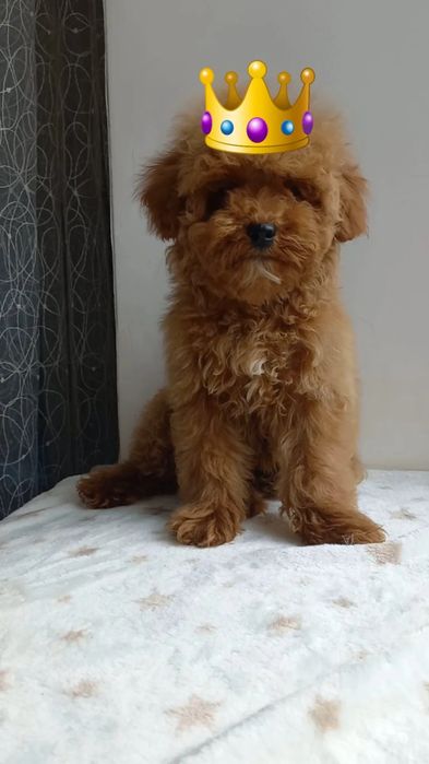 Шикарный малыш пудель