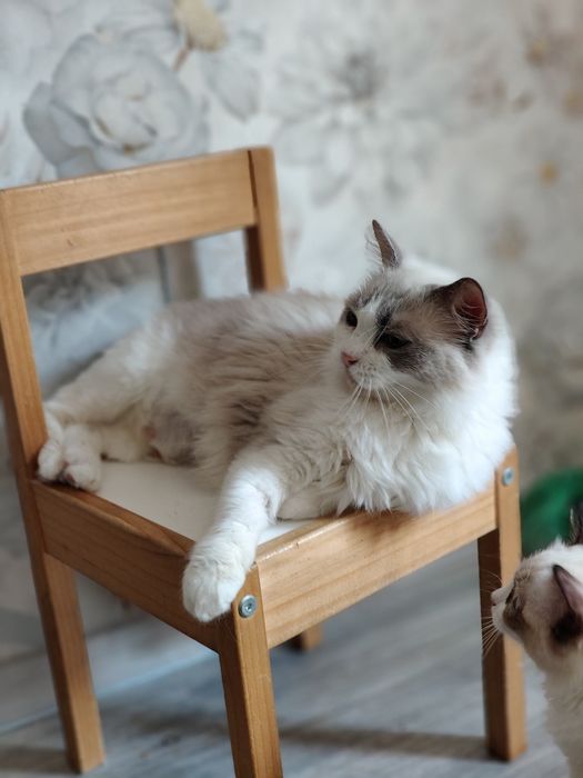 Ragdoll. Kotka. Po sterylizacji