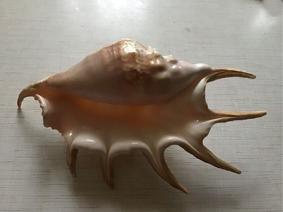 Ракушка паук