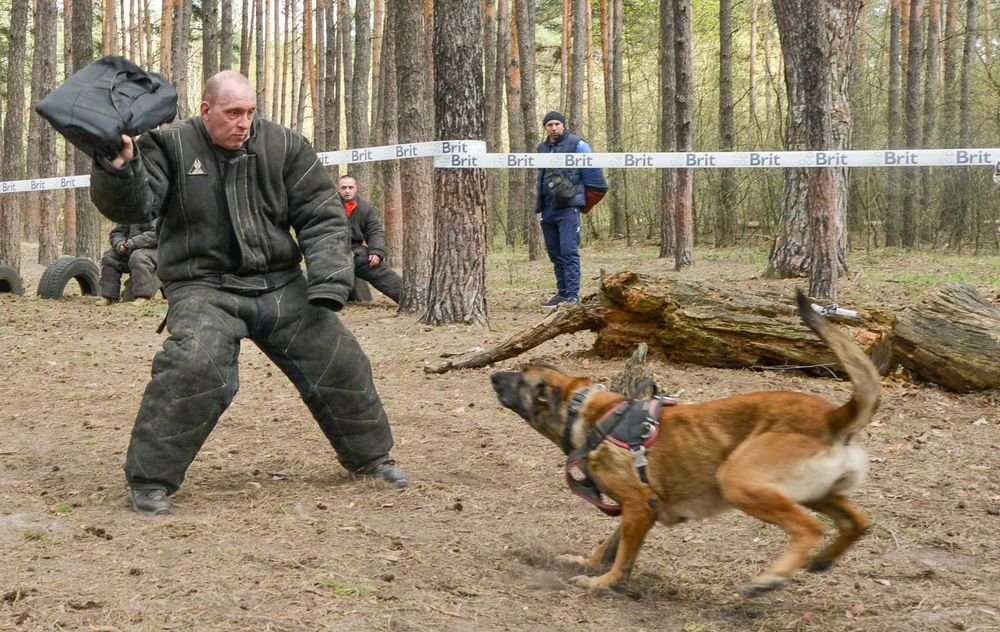 Малінуа, бельгійська вівчарка.  Розплідник RED MALI малинуа