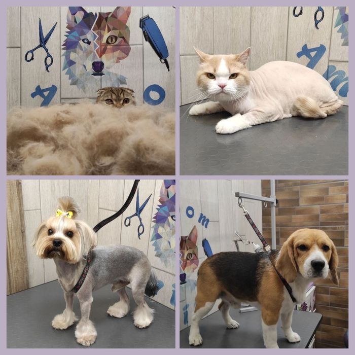 Груминг Грумінг стрижка собак, стрижка котов, кошек, вычесывание