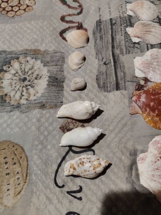 Морські ракушки колекція