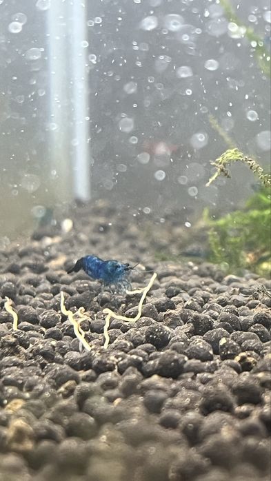 Neocaridinas Juvenis, blue dream e Red Fire, Caridinas