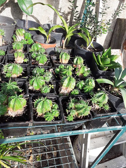 suculentas de varias variedades