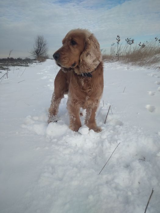 Хлопчик,  Англійський кокер спаніель шукає подругу
