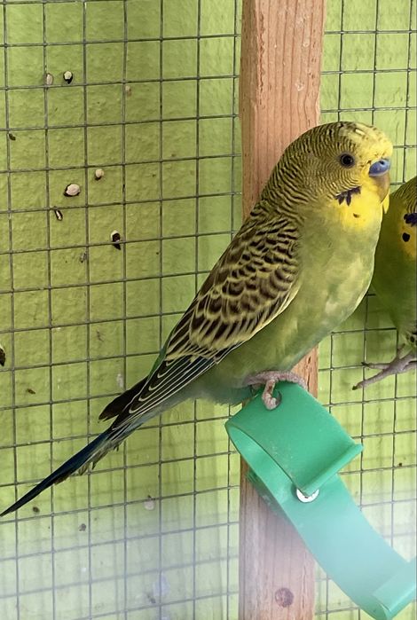 Periquitos Australianos disponiveis.