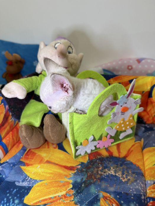 Девочка, 1,5 месяца, в любящую семью