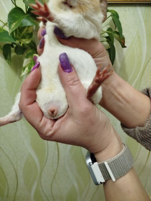 Свинка-Американський Тедді