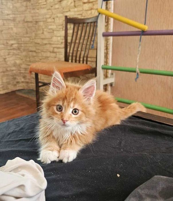 Котенок, 2 мес, мальчик