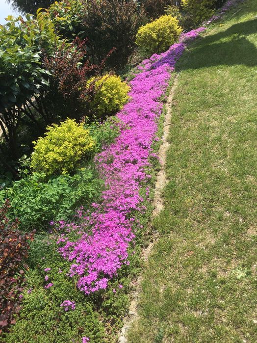 Floks szydlasty rozowy 5 sadzonek