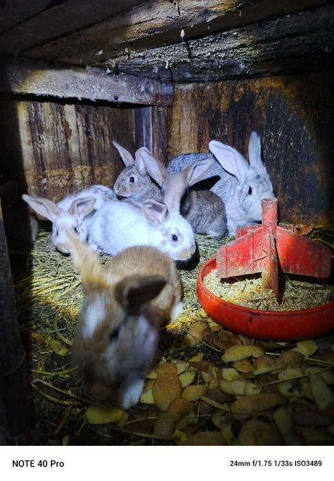 Sprzedam króliki samice zmłodymi