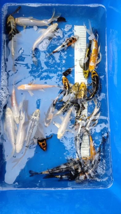 Karpie koi Butterfly Longfin 15-25 cm