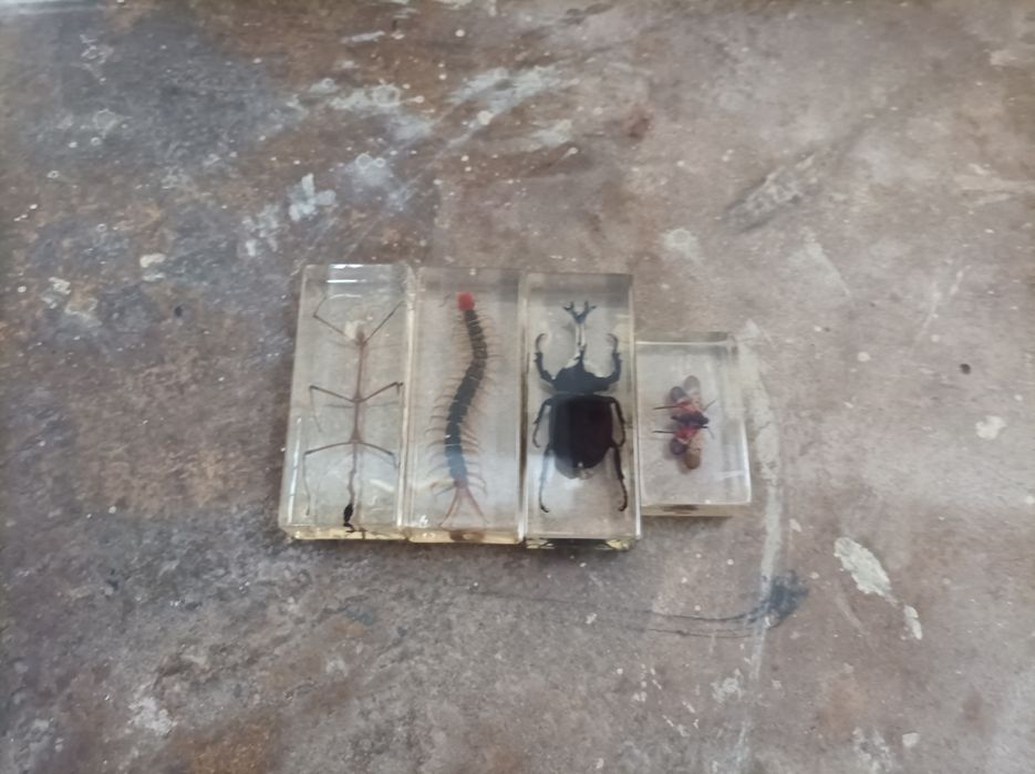 Animais de coleção