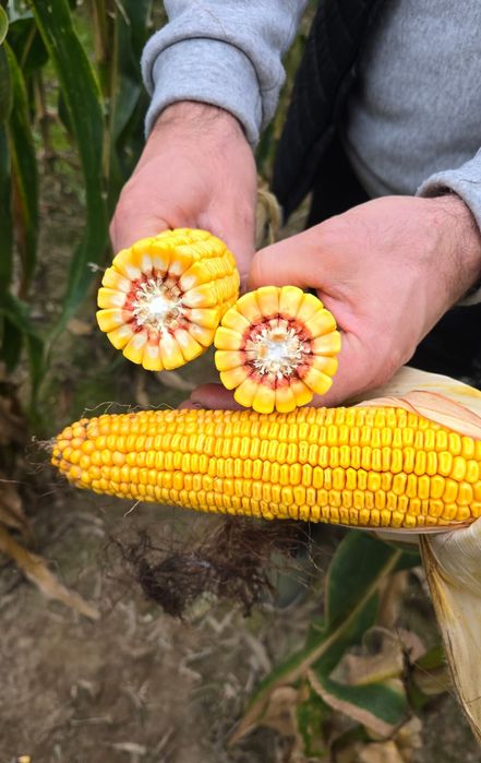 KOZACKA Kukurydza 80 tyś Ziarno