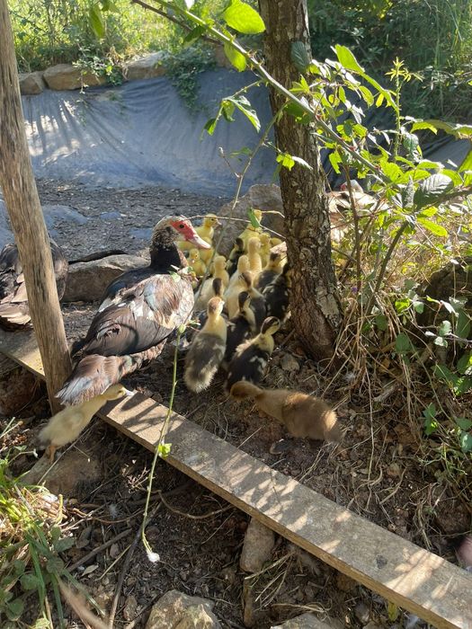 Patos mudos para venda