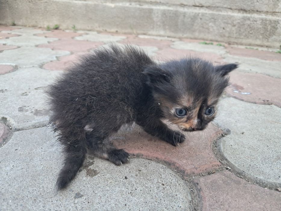 Віддам кошеня в добрі руки
