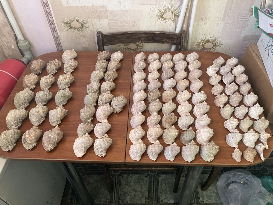 Ракушки разных размеров то 7 до 20гр. Цена за все 1000