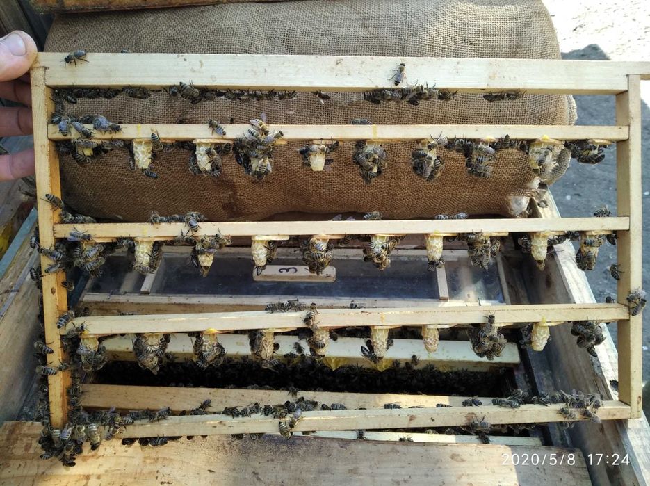 Бджолопакети 150 штук