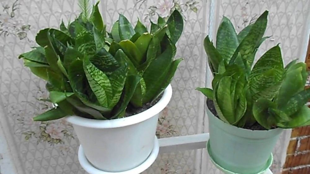 Каланхоє, герань, сансівієра, алоє, хлорофітум, товстянка