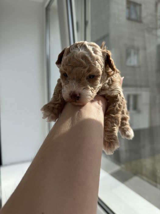 Дівчатка мальтіпу