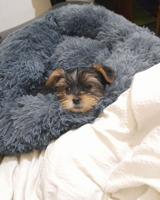 Yorkshire Terrier menino