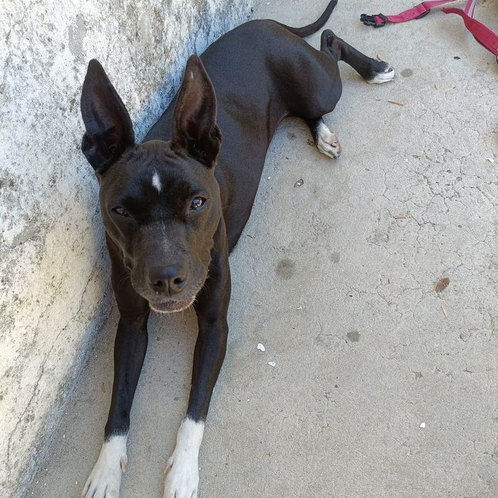 Cadela super dócil com 4 anos