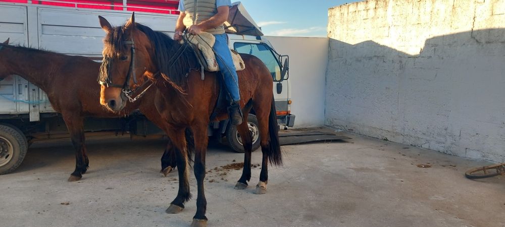 Egua grande muito mansinha e calma  ideal para  qualquer pessoa