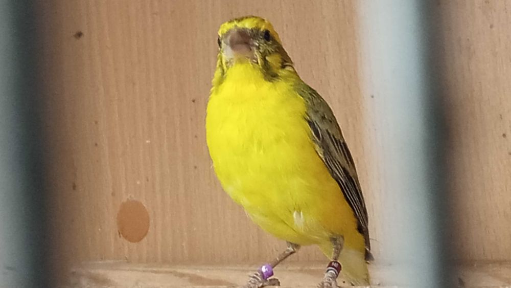 Kanarki Kulczyk Flaviventris 2024 sprowadzone z Włoch