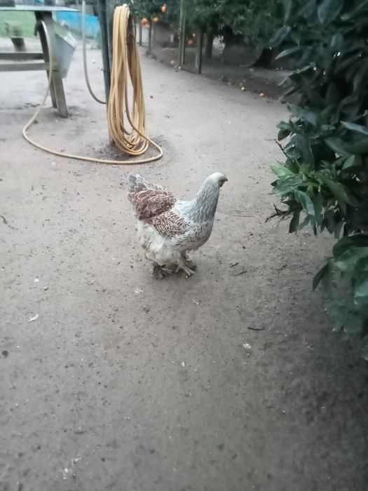 Vendo Galinha Brama