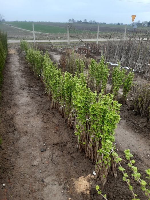 Drzewka owocowe  wisnia  jabłoń porzeczka borówka morela brzoskwinia