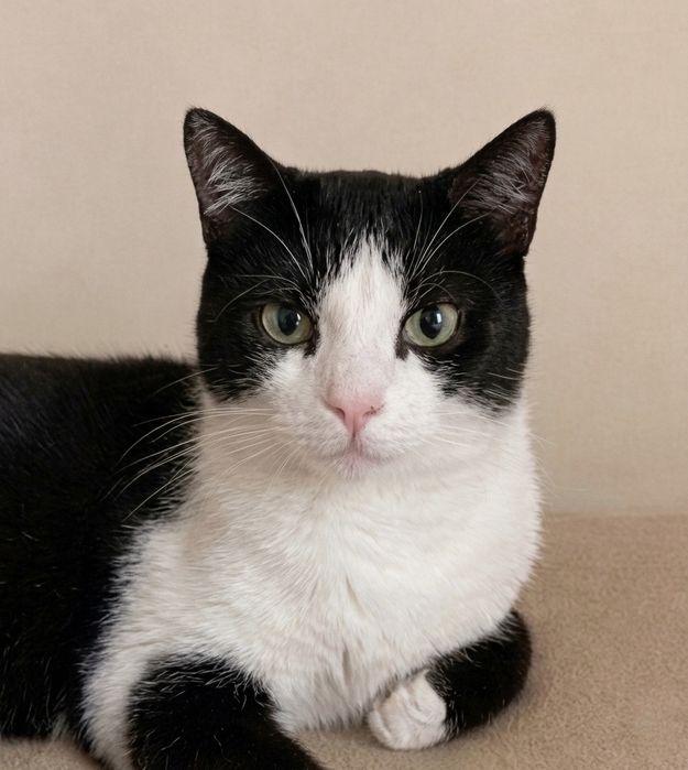 Лагідний котик Чарлі  в пошуках дому ( кіт, котик, котеня, кошеня)