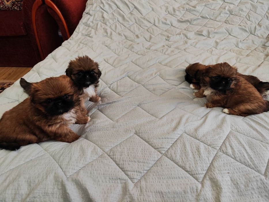 Продам Пікінесів