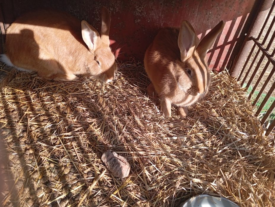 Samiczki burgundzkie