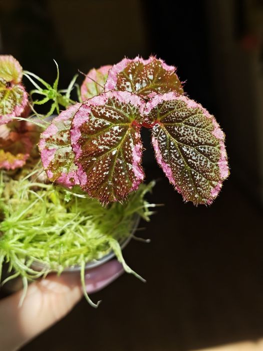 Begonia fulvovillosa, u012, бегонія
