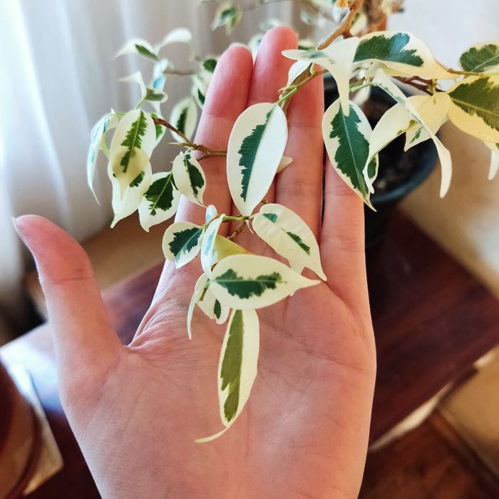 Фікуси бенджаміна