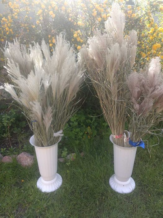 Міскантус декоративна трава для декора