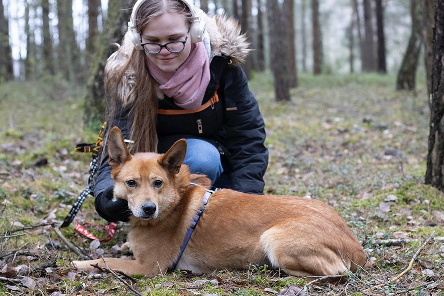 Piesek około 3 lata