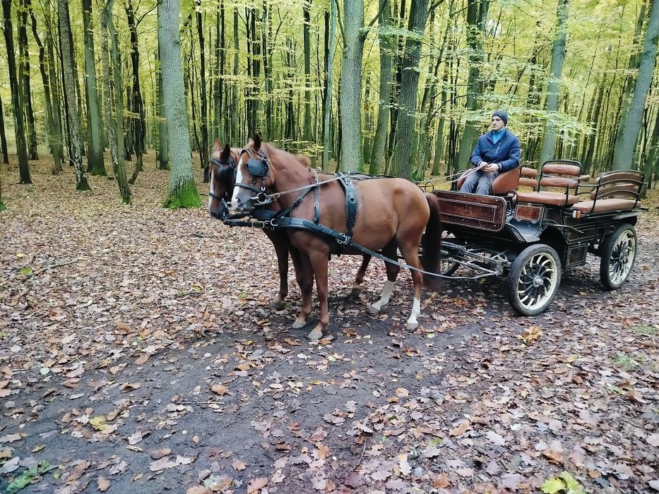 Sprzedam klacz .