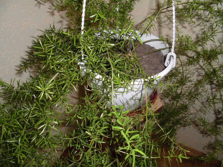 Квітка аспарагус