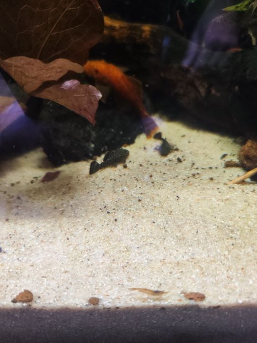 Ancistrus sp entre 3 e 5cm