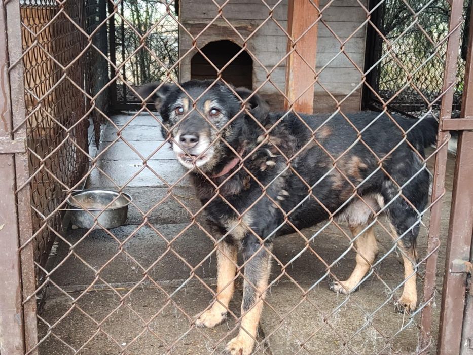 Starszy piesek Felek szuka domu!