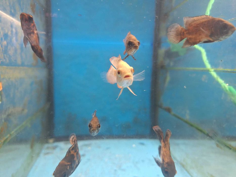 Oscar\ Astronotus ocellatus 5-7cm