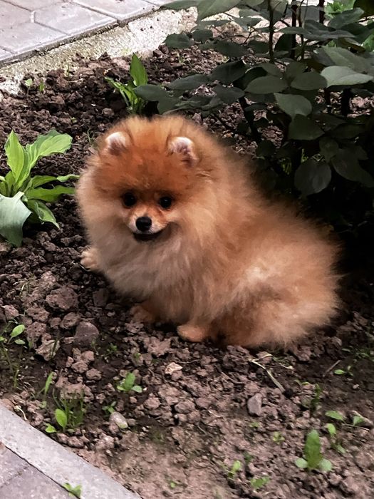 Шикарний ведмедик померанчик