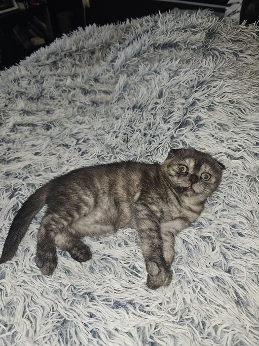 Чарівні кошенята